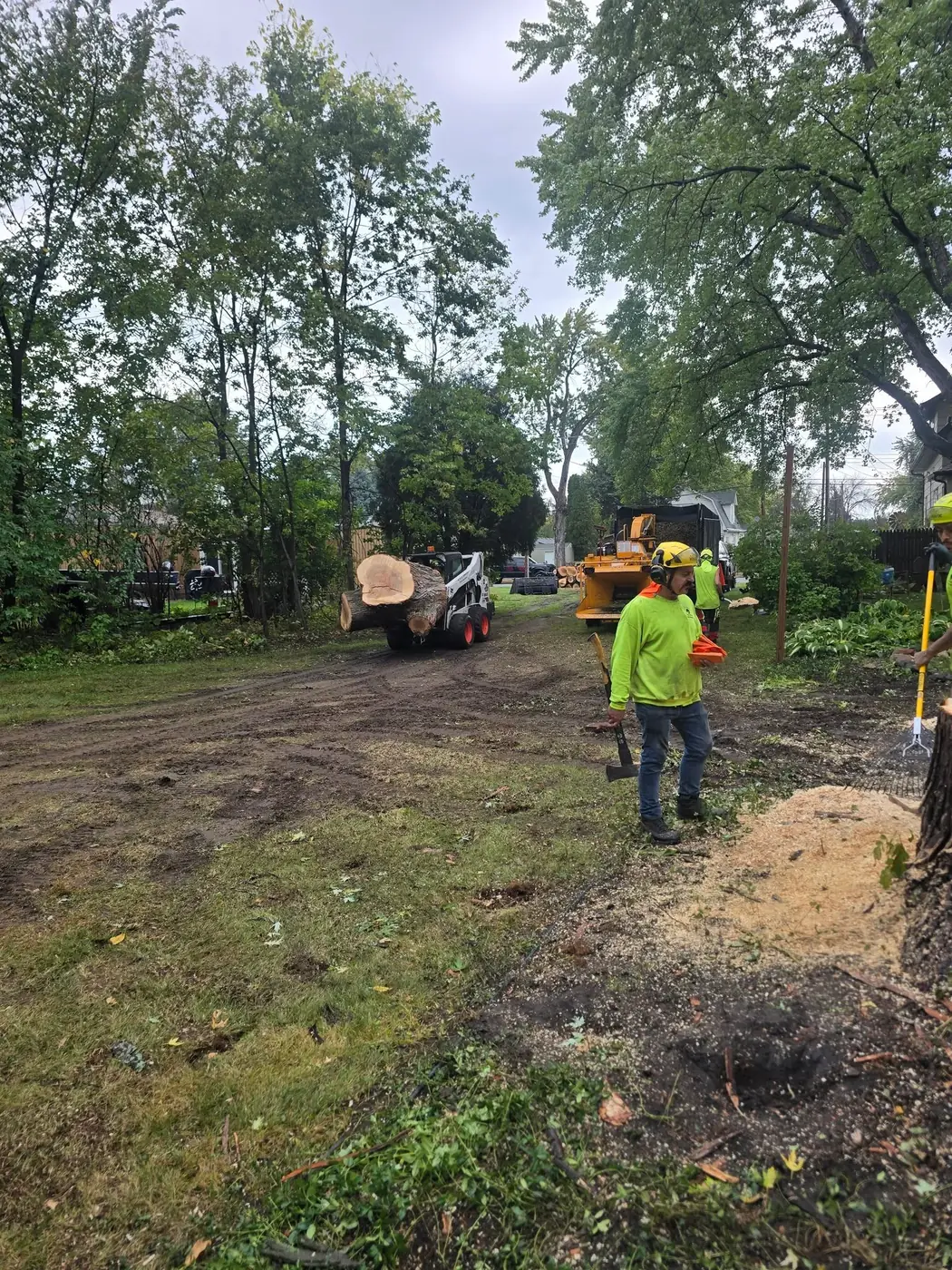 A Cut Above crew removing a large tree with a skid steer and chipper