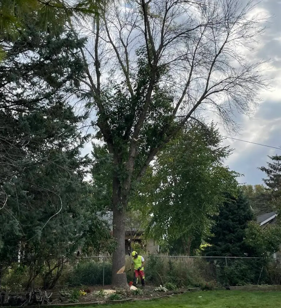 A Cut Above crew removing a large tree in a residential yard