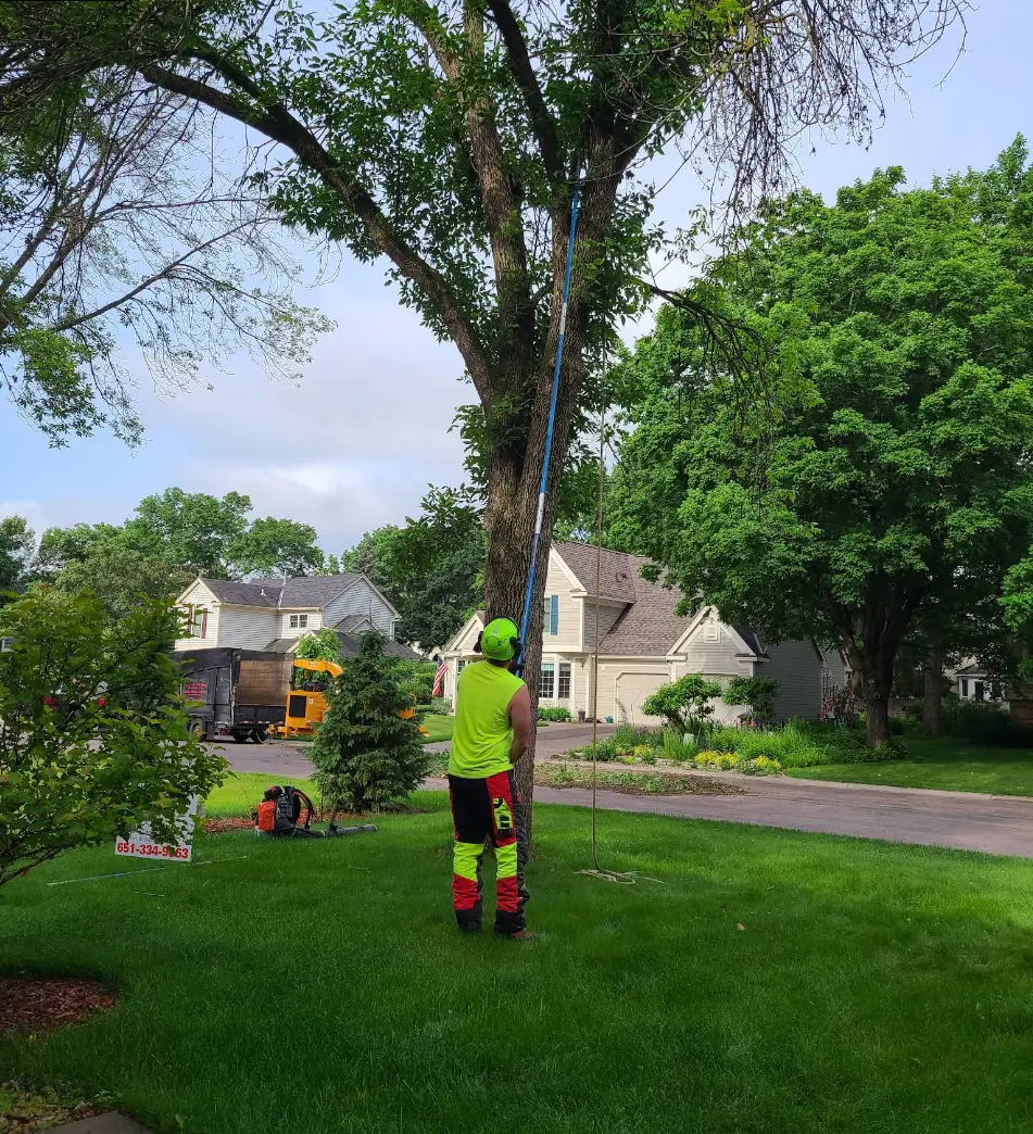 A Cut Above crew trimming a tree from the ground with a pole saw