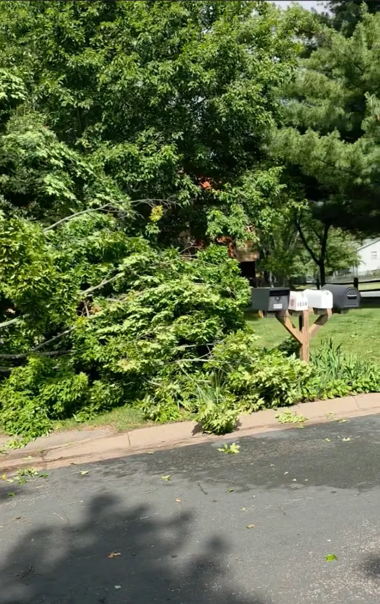 Both mailboxes left standing after a precision sugar maple removal