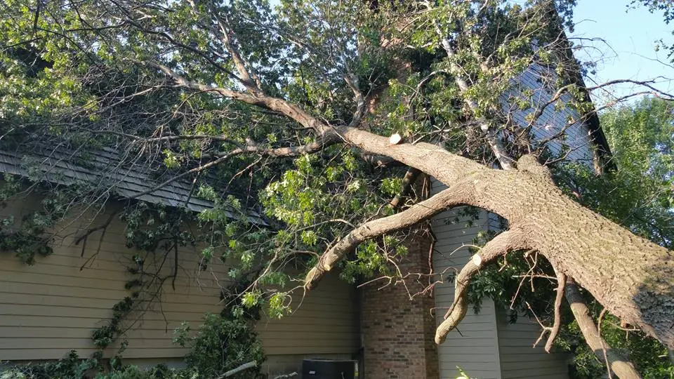 A large tree fallen onto a house roof after a storm
