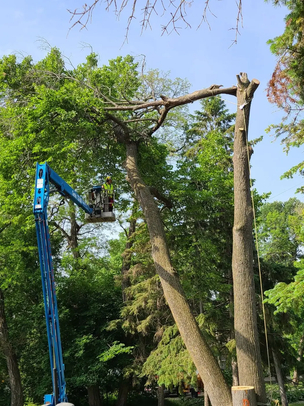A Cut Above crew removing a large tree in a residential yard