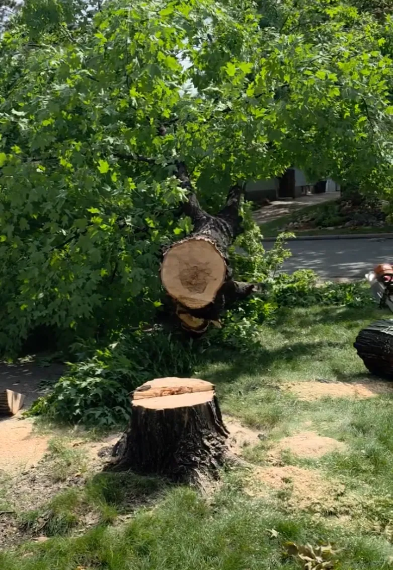 A Cut Above cutting down a large sugar maple in a residential yard