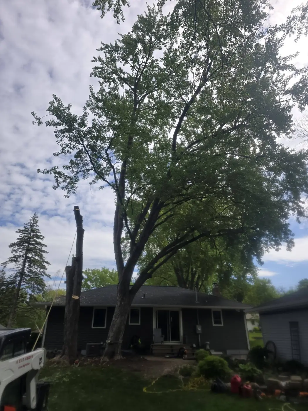 A Cut Above crew removing a large tree in sections