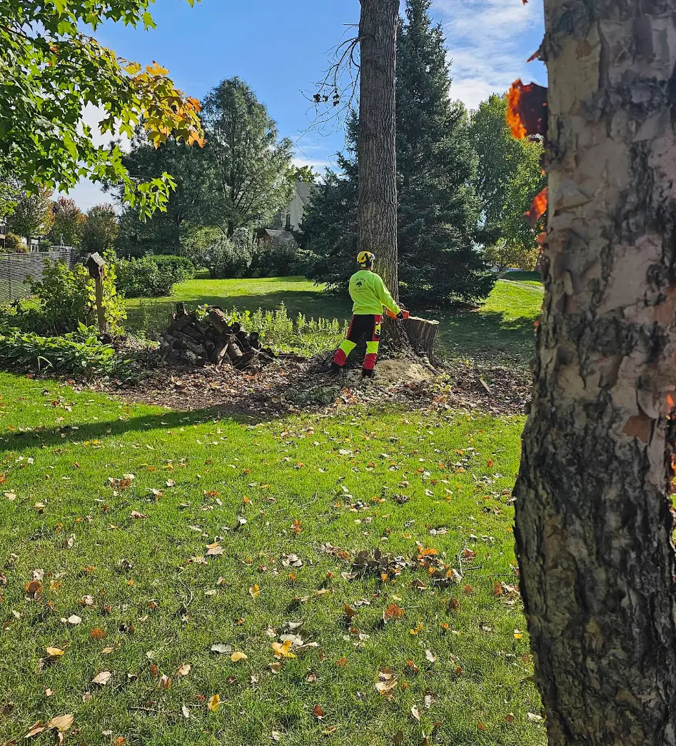 A Cut Above crew member at a stump after a tree removal