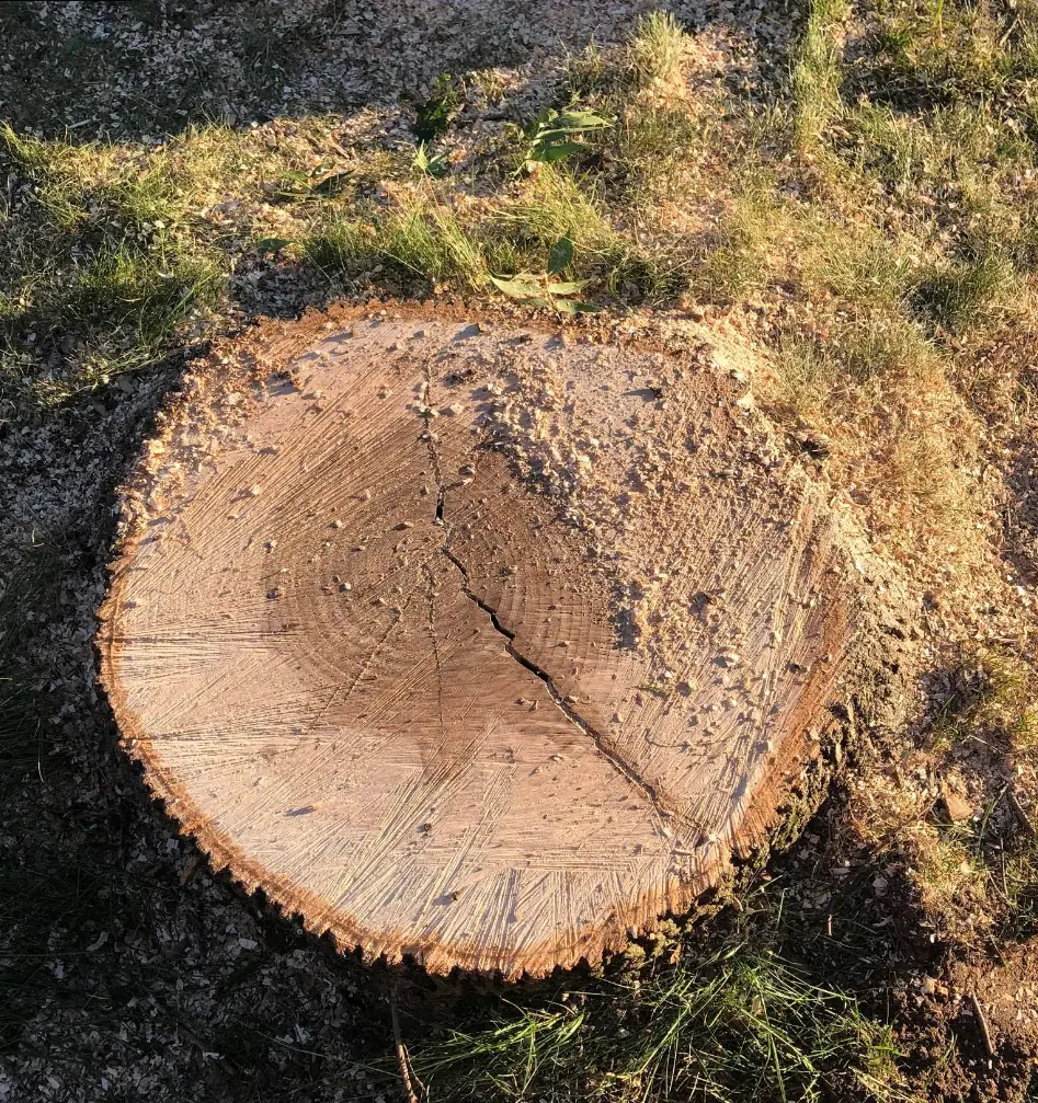 Clean fresh-cut stump after grinding