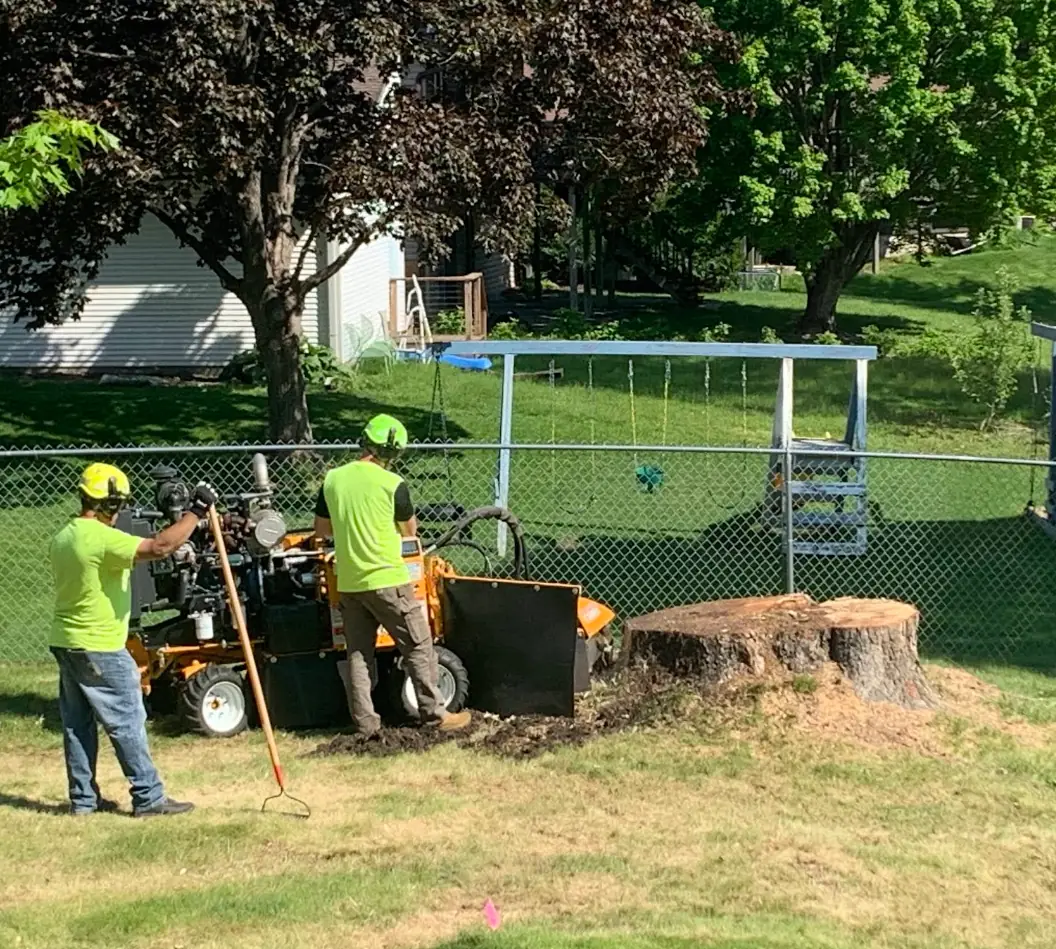 A Cut Above crew grinding a large stump with a Bandit stump grinder
