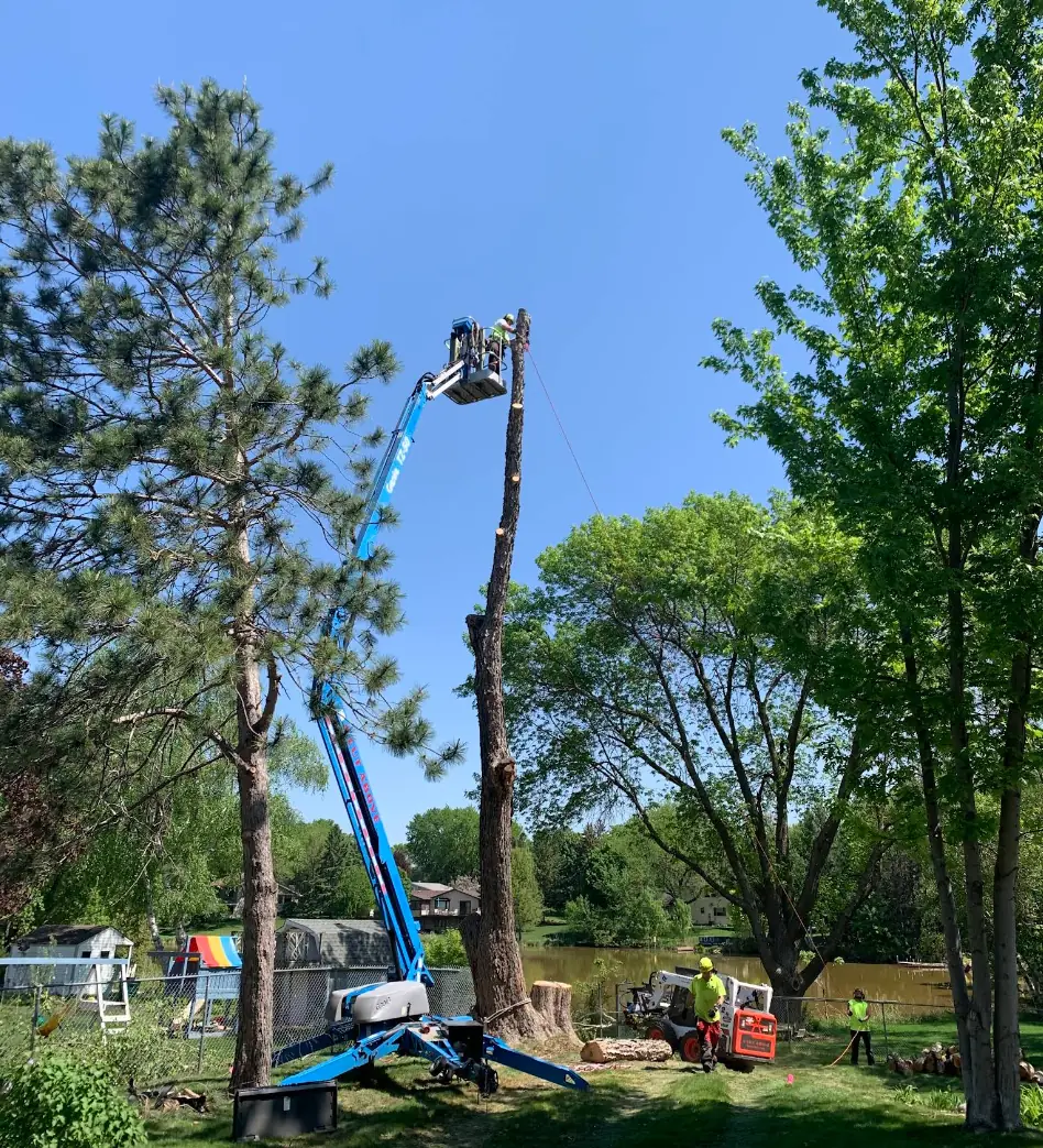 A Cut Above boom lift removing a tall tree near the water