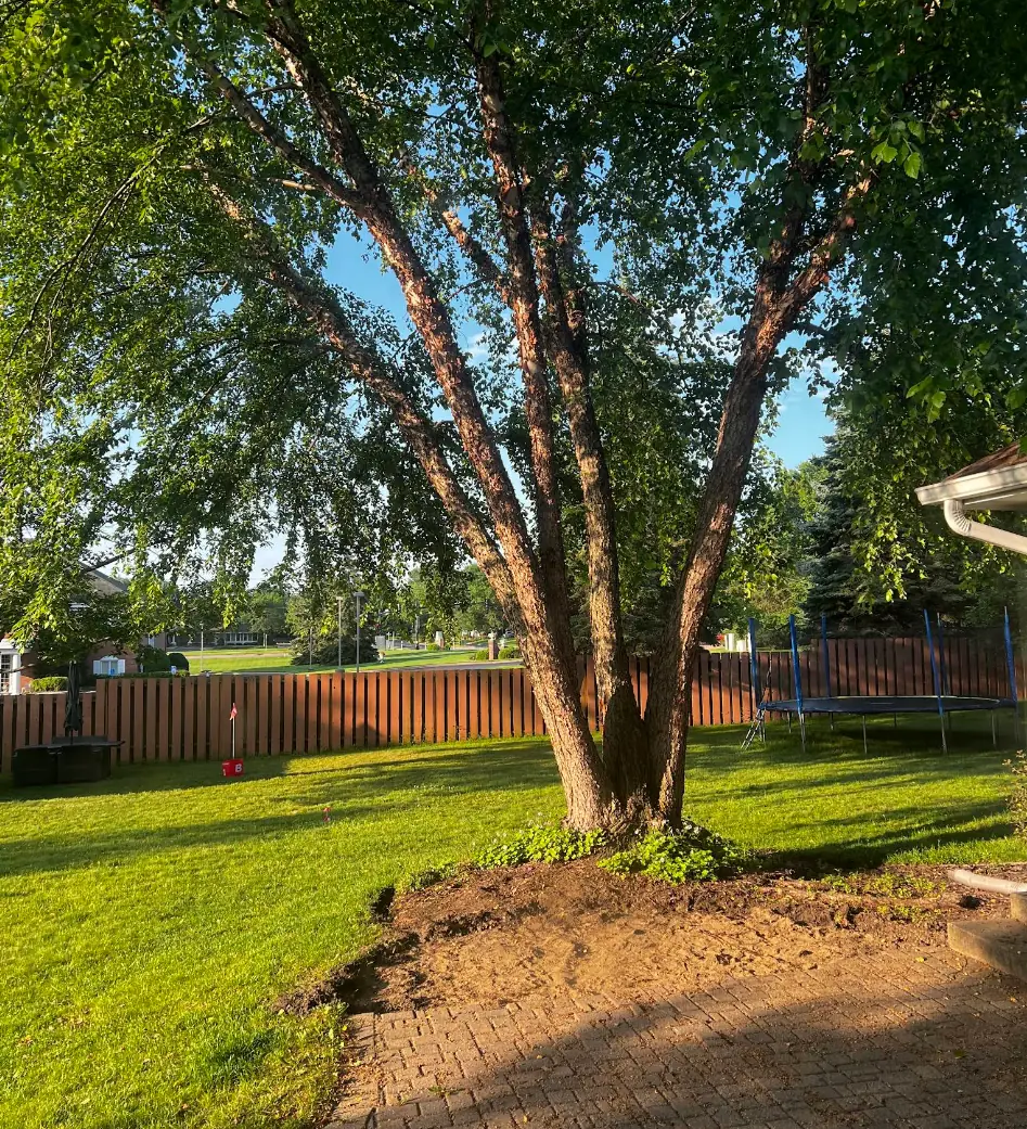 A mature multi-trunk tree in a North St. Paul-area backyard before removal