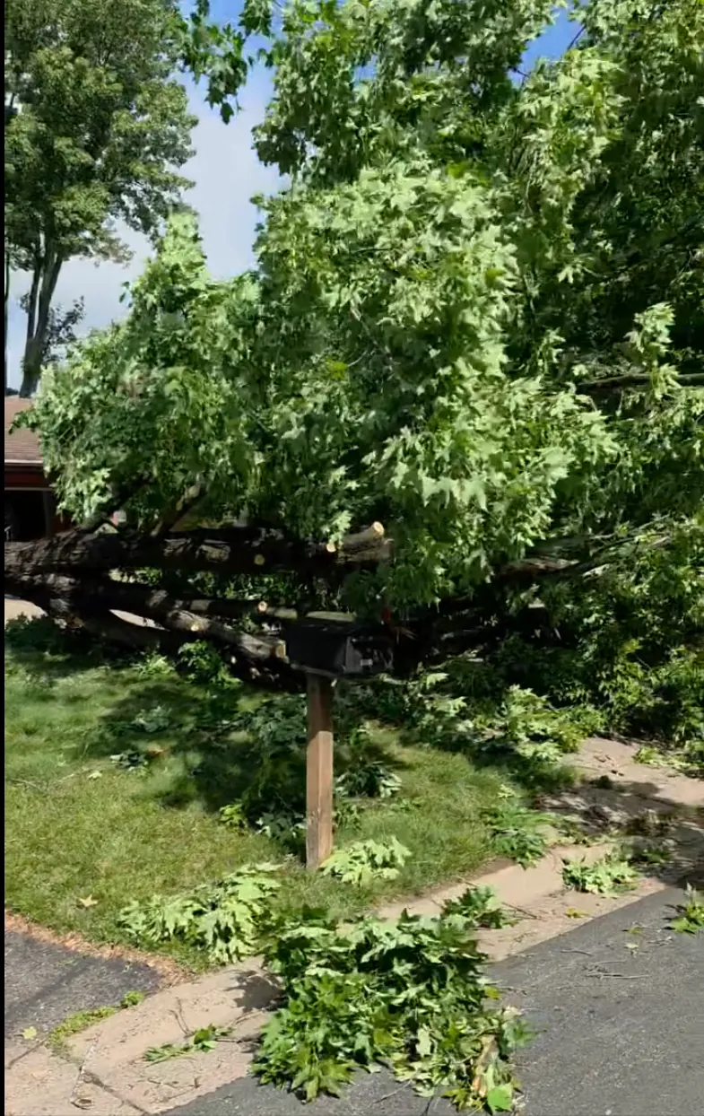 A large sugar maple dropped cleanly between two mailboxes by A Cut Above
