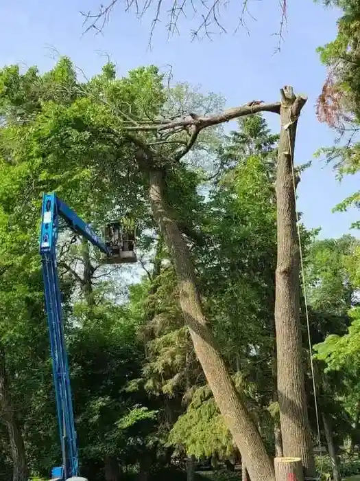 Tree removal crew lowering a large tree section in White Bear Lake MN