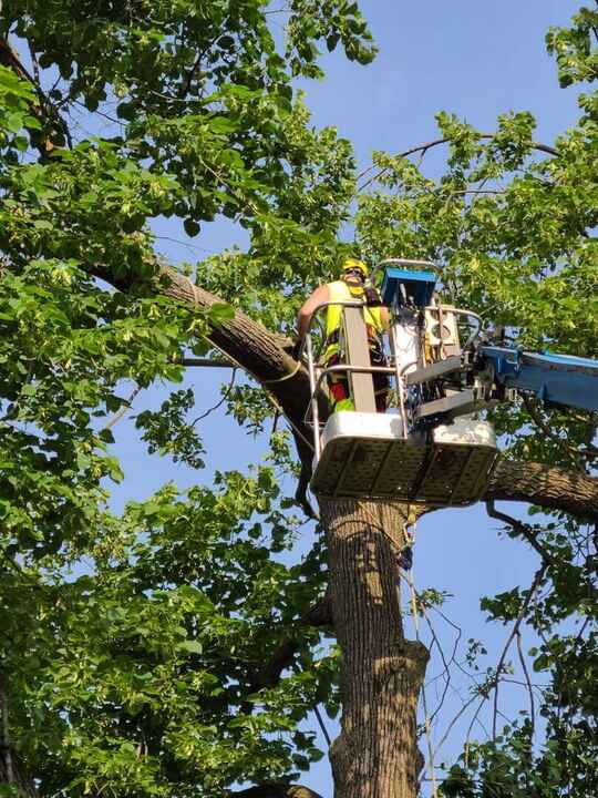 Tree removal service in White Bear Lake