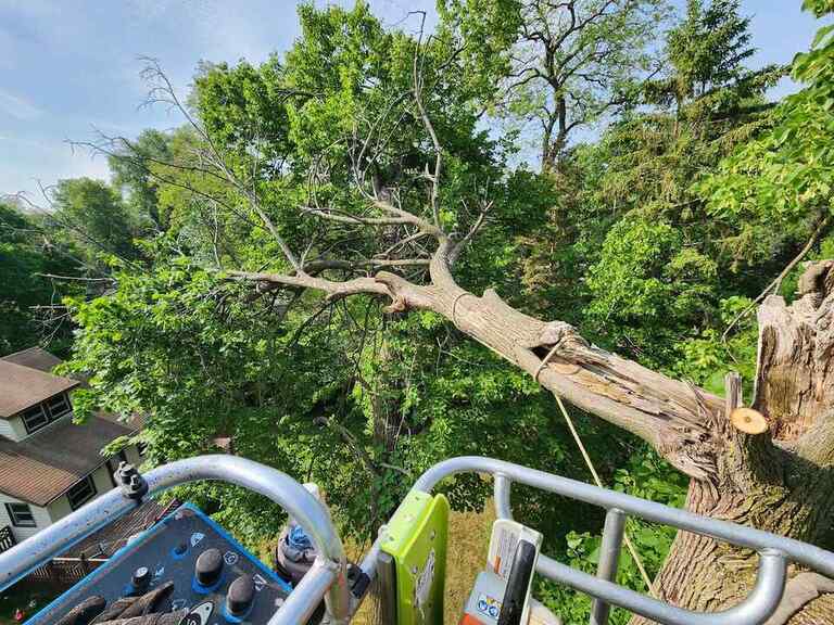 Professional tree removal service in White Bear Lake MN